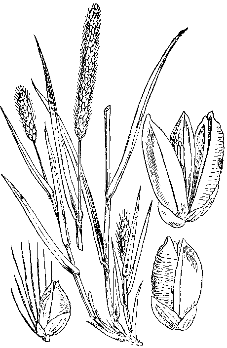 Pearl millet from Wikipedia Commons